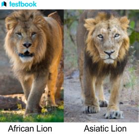 Asiatic Lion - Habitat, Physical Features, IUCN Status & More