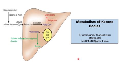 Ketone Bodies Metabolism || Ketogenesis || Ketosis || Biochemistry ...