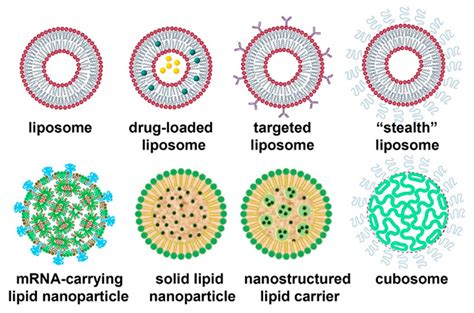 Pdf Lipid Nanoparticlesfrom Liposomes To Mrna Vaccine Delivery A | The ...