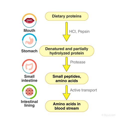 Chemical Digestion And Absorption Of Carbohydrates Proteins Lipids ...