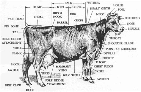 Dairy Cow Anatomy - Parts | Large animal vet, Vet tech humor, Cattle