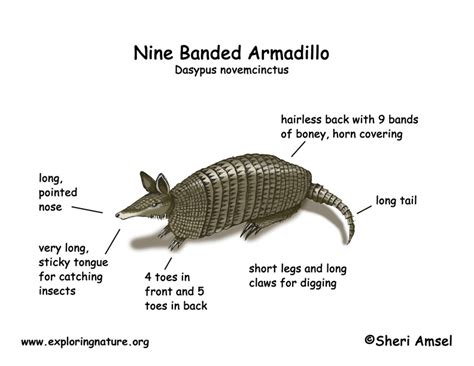 Armadillo (Nine Banded)