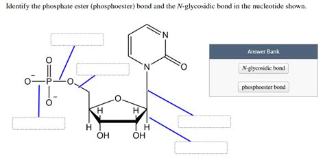 Solved Identify the phosphate ester (phosphoester) bond and | Chegg.com