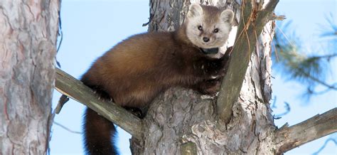 American Marten | Vermont Fish & Wildlife Department