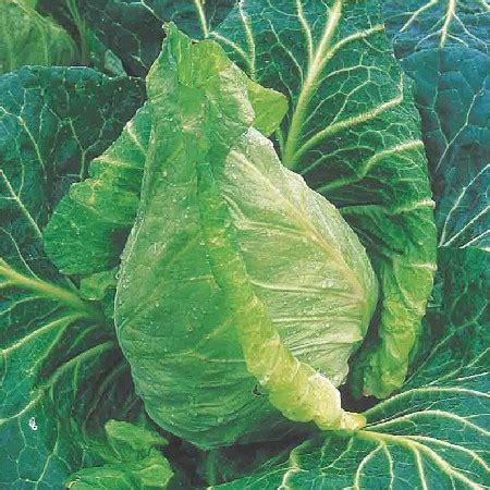 Category:Cabbage varieties | WikiGardener | FANDOM powered by Wikia