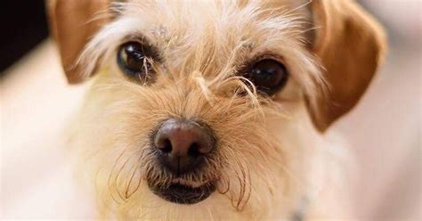 Cute dog from animal shelter plays Toto in "The Wizard Of Oz."