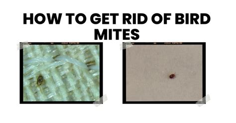 How to Get Rid of Bird Mites: A Step-by-Step Guide