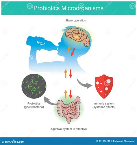 Probiotics Microorganisms. Sample Diagram when a Kid Receives ...