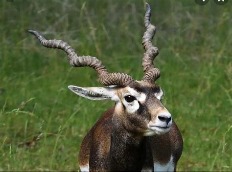 Woman attacked by wild antelope succumbs to death - MyJoyOnline