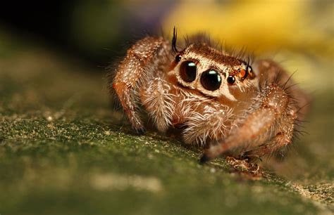 The World’s Cutest Spiders in 2020 | Jumping spider, Spider, Cute animals