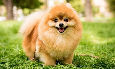 Pomeranian Dog Breed: Characteristics, Care & Photos | BeChewy