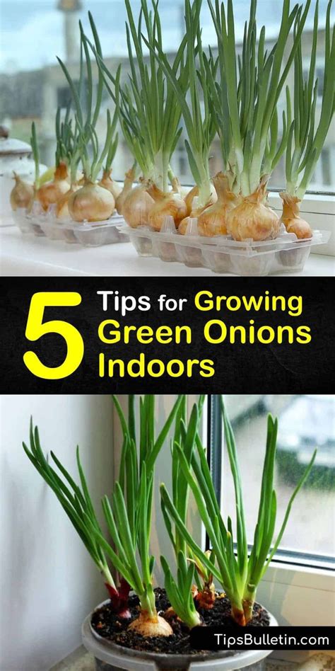 5 Simple Tips for Growing Green Onions Indoors