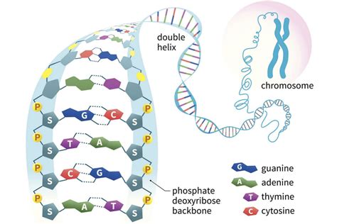 Labelled Diagram Of A Dna Molecule