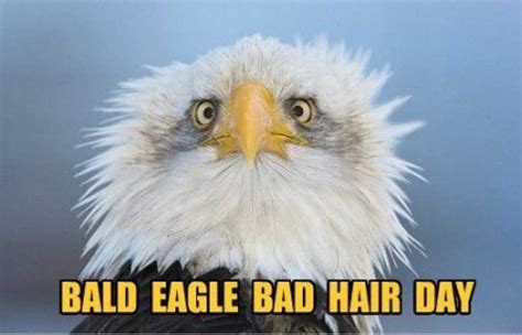 36 Funny Bird Memes