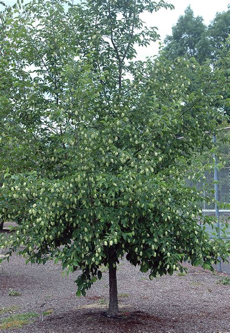 Ostrya virginiana | Landscape Plants | Oregon State University