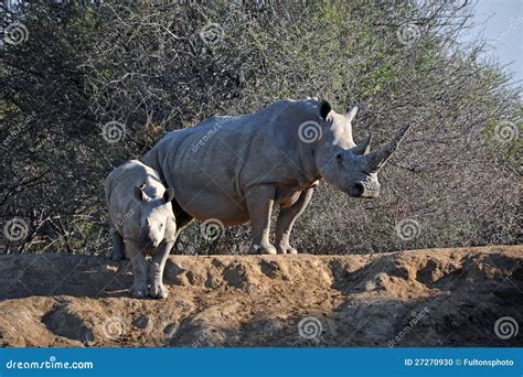 African White Rhino Mother and Baby Stock Photo - Image of africa, feed ...