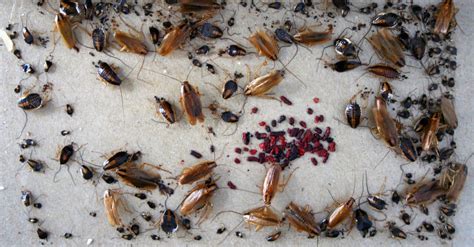 Top Five Most Common Roaches In Oklahoma - AZ Animals