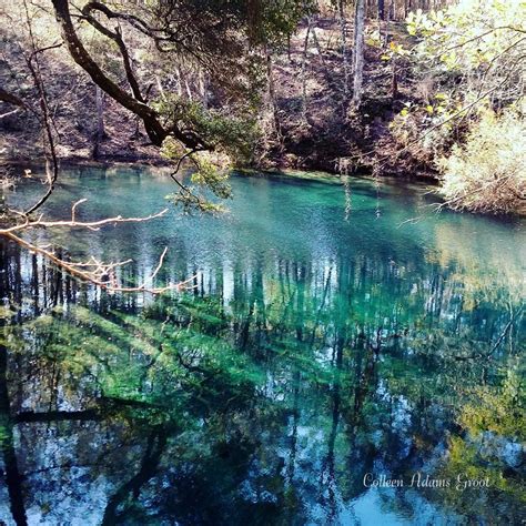 Explore the Serene Hammock Springs in Leon County