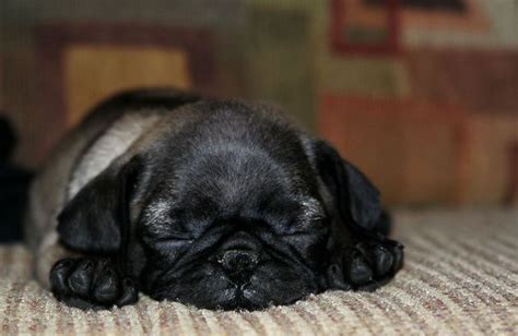 Cute Silver Pug Puppy | Hondjes