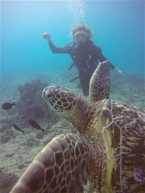 Oahu Diving (Honolulu, HI): Top Tips Before You Go (with Photos ...