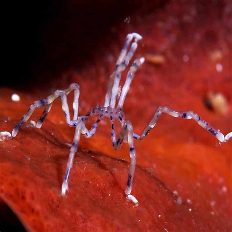 Sea Spider: The Interesting Marine Arthropod - Ocean Info