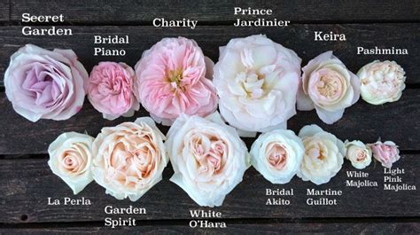 Blush Pink Rose Study | Types of Roses