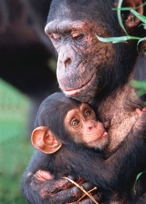 Save the Chimps! | AnimalAnswers.co.uk - Everything you need to know ...