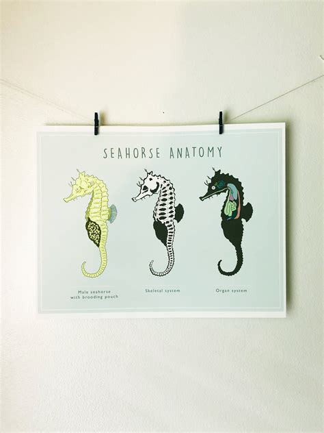 Seahorse Anatomy Scientific Diagram Print 8.5x11 | Etsy