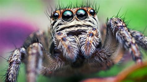 Why Jumping Spiders Spend All Night Hanging Out — Literally | NPR ...