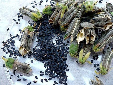 Black Sesame seeds -Asian Vegetable | Asian vegetables, Benefits of ...