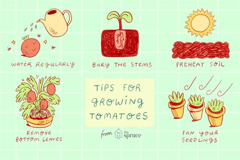 Use These 10 Tips for Growing the Best Tomatoes on the Block en 2020 ...