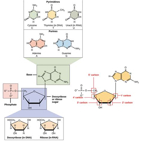 DNA Fosfato