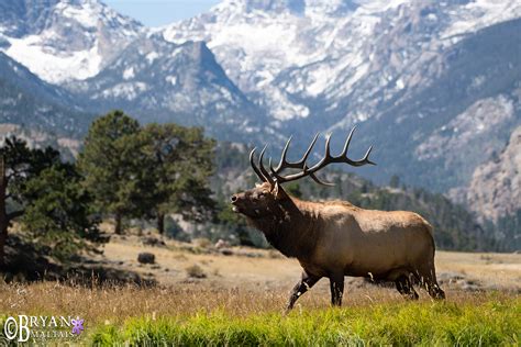 Colorado Rocky Mountain Wildlife Photography-Bryan Maltais