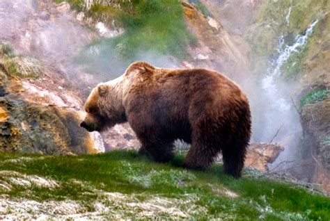 Brown Bear Hunting in Russia KamchatkaAustralian Hunting Consultants