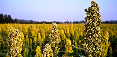 Heath Benefits of Sorghum | Value Food