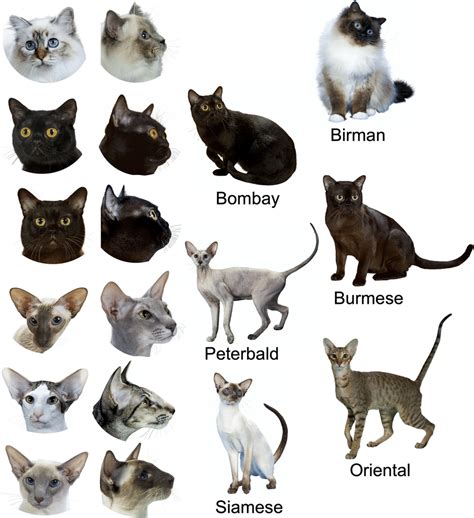 Morphological variation in body-form between six Eastern breeds. Birman ...