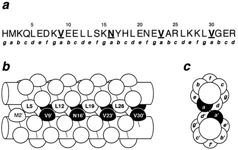 Buried asparagines determine the dimerization specificities of leucine ...