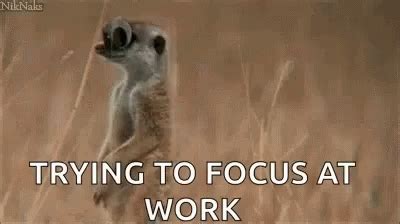 Funny Animals Trying To Focus | GIF | PrimoGIF