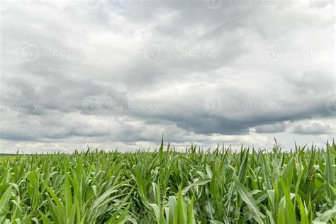 field of corn 9996943 Stock Photo at Vecteezy