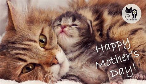 We hope all moms, fur and human, have a very happy Mother’s Day 💐. 🔗 ...