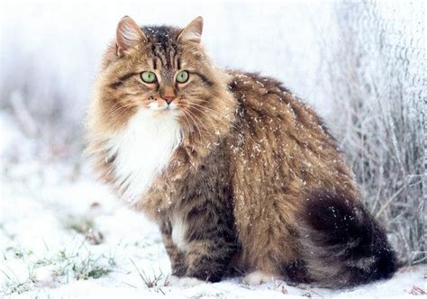 Siberian Cat: Personality, Appearance, History, and Health Issues