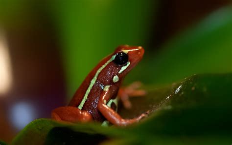 Phantasmal poison frog | Sandra | Flickr