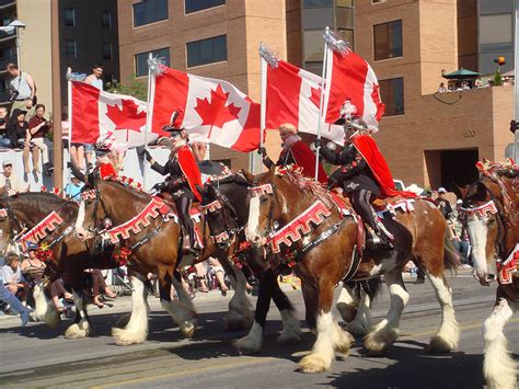 Calgary Stampede | Trip Sense | tripcentral.ca