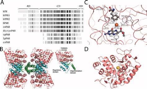 Phenylalanine hydroxylase: Function, structure, and regulation - Flydal ...