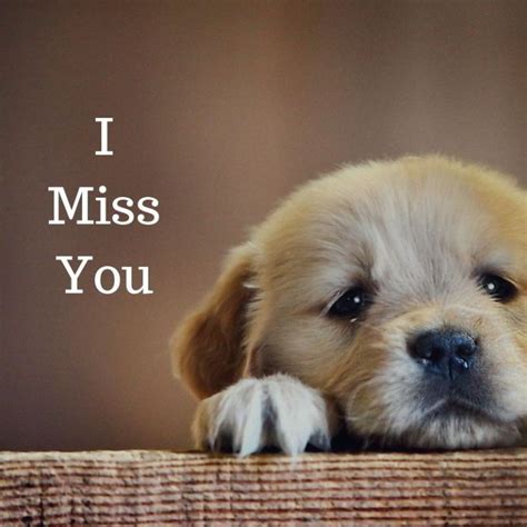 I Miss You quotes | I miss you cute, Miss you funny, I miss you