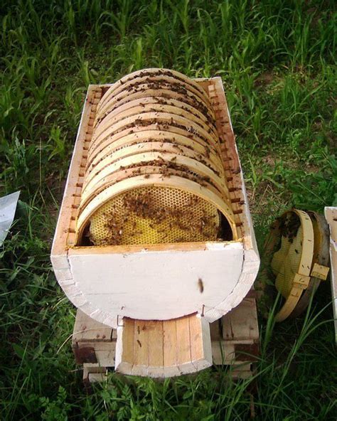 Honey Bees...Maybe we could do this??? Looking for ideas for my husband ...