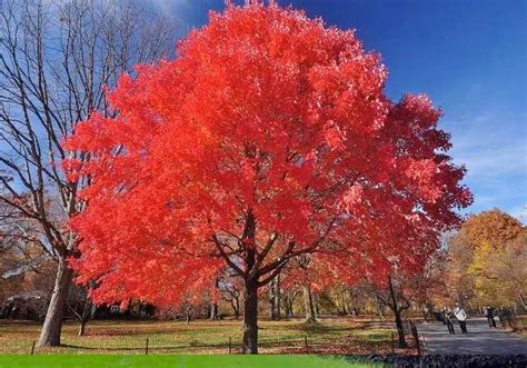 Red Maple Tree for Sale | What To Look For - PlantingTree