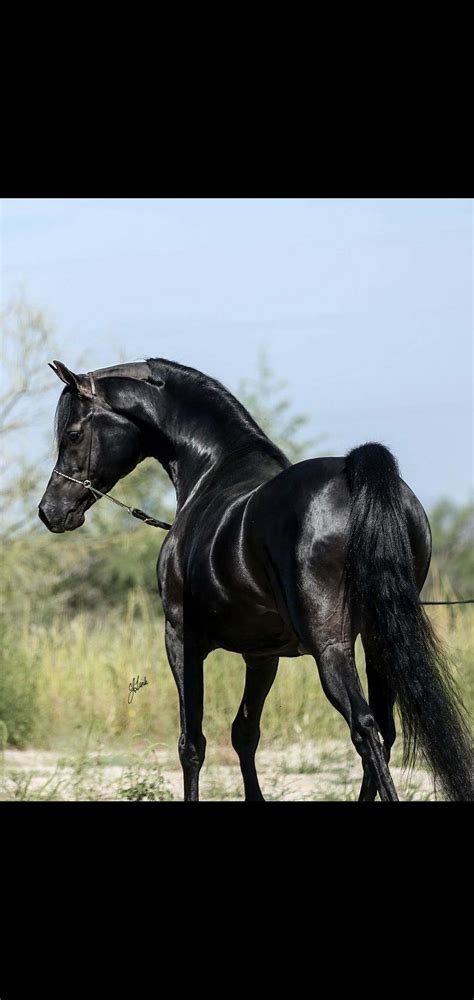 Black Arabian Elegance