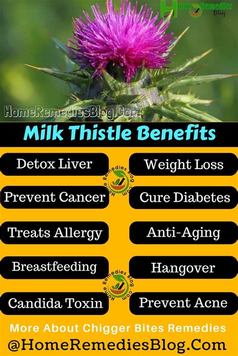 12 Amazing Health Benefits of Milk Thistle - Home Remedies Blog