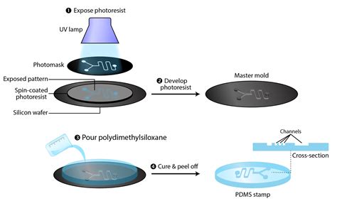 Photolithography — Cellular and Molecular Biomechanics Laboratory